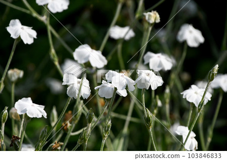 甜蜜的花蜜（醉酒的男人） 103846833