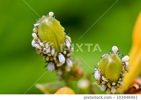 Aphid aphid Aphid aphid 103846981