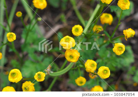 毛茛屬·金幣花 毛茛屬·金幣花 103847054