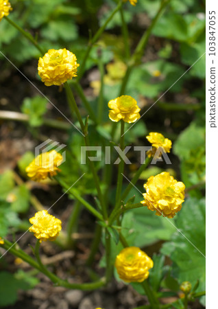 毛茛屬·金幣花 毛茛屬·金幣花 103847055