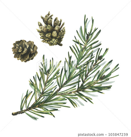 Pine branch with green needles and a cone, forest plants for winter and christmas decor. Watercolor illustration, hand drawn. Isolated objects on a white background. 103847239