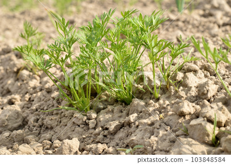 The first shoots of carrots sprouted in the garden. The first shoots of carrots sprouted in the garden. 103848584