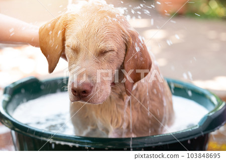Cleaning and wash dog theme Cleaning and wash dog theme 103848695