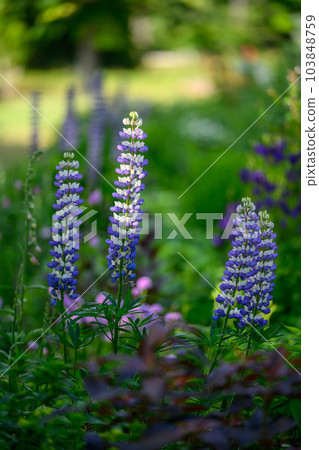 拉塞爾盧平（札幌市中島公園）_8816 103848759