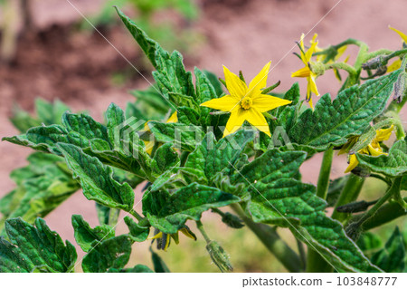 Tomato blossoms. Close-up view of the yellow flower and green foliage Tomato blossoms. Close-up view of the yellow flower and green foliage 103848777
