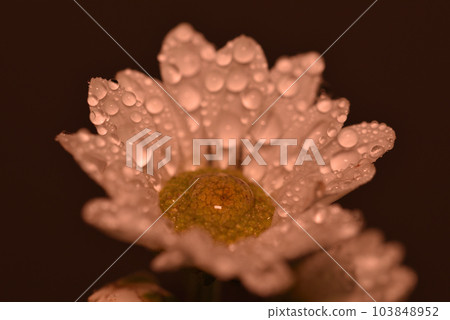 濕洋甘菊 濕洋甘菊 103848952