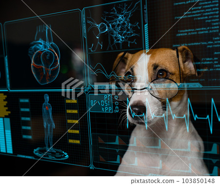 Jack Russell Terrier dog looks at the data on the virtual menu medical screen. Readings on the life support monitor. Jack Russell Terrier dog looks at the data on the virtual menu medical screen. Readings on the life support monitor. 103850148