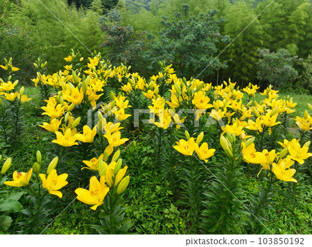 愛媛縣伊予市 Sareya 黃色山丘上的百合花 103850192