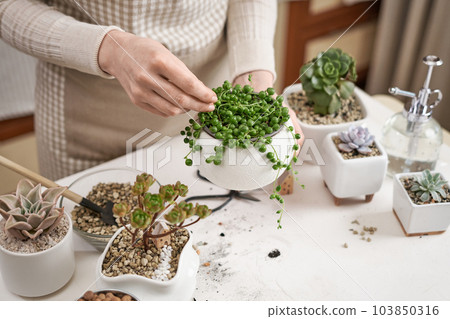 Woman holding potted Senecio Rowley house Plant in white ceramic pot 103850316