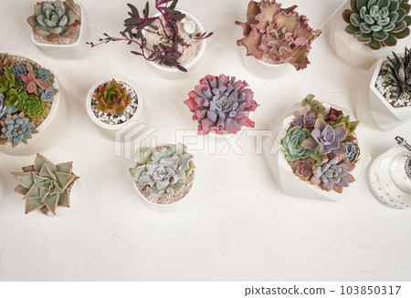 Echeveria Succulent house plant in a pot and other potted house plants on a table Echeveria Succulent house plant in a pot and other potted house plants on a table 103850317