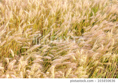 Scenery waiting impatiently for the harvest of wheat 103850636