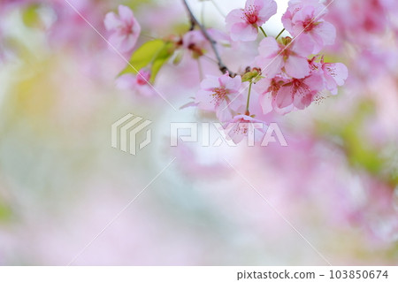 Beautiful cherry blossoms, an early spring tradition (Kawazu cherry blossoms) 103850674