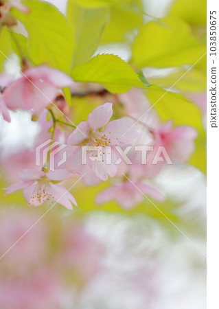 Beautiful cherry blossoms, an early spring tradition (Kawazu cherry blossoms) 103850675