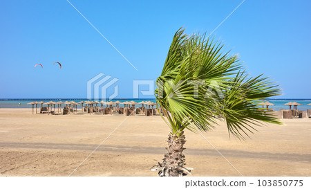 Doum palm tree by a beach with sun umbrellas in distance, selective focus, Marsa Alam, Egypt. Doum palm tree by a beach with sun umbrellas in distance, selective focus, Marsa Alam, Egypt. 103850775