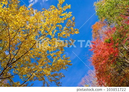 Autumn in the plateau [Autumn leaves of Norikura Kogen] 103851722