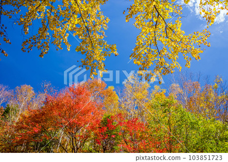 Autumn in the plateau [Autumn leaves of Norikura Kogen] 103851723