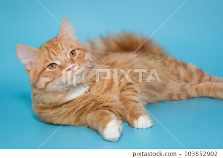Big red cat lies relaxed on a blue background 103852902