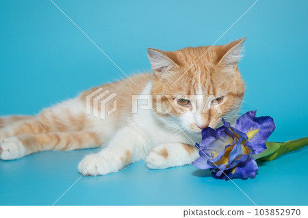 Beautiful red cat and a flower 103852970