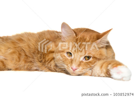 Red, beautiful cat lies lazily Red, beautiful cat lies lazily 103852974