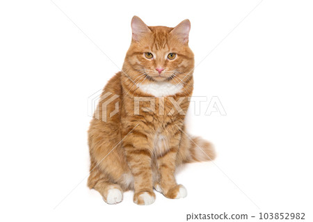 Red, serious cat sits and and looks Red, serious cat sits and and looks 103852982