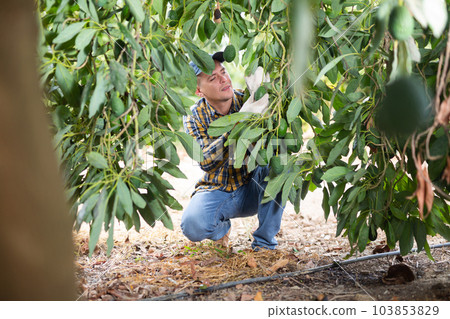 Confident man harvesting ripe green avocado at fruit farm 103853829