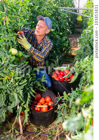 Man harvesting tomatoes 103853831