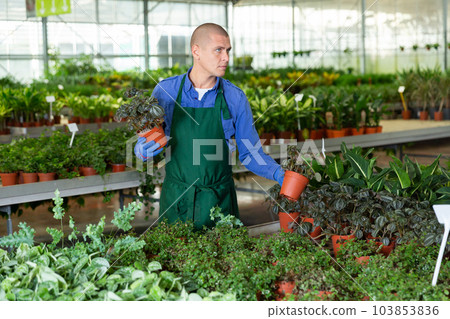 Portrait of man tending and cultivating flowers 103853836