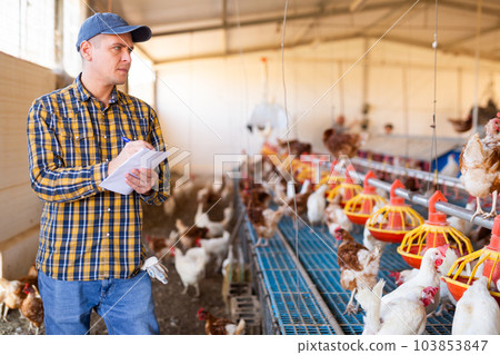 Male farmer keeps track of the number of chickens on poultry farm Male farmer keeps track of the number of chickens on poultry farm 103853847