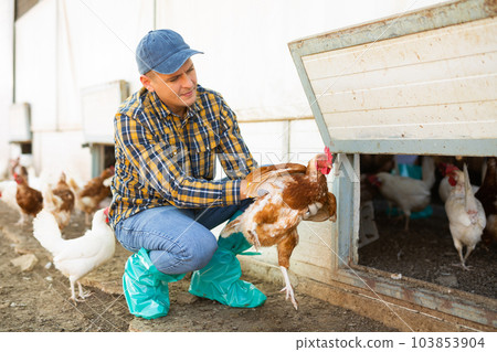 Farmer inspecting laying hens on backyard of poultry farm Farmer inspecting laying hens on backyard of poultry farm 103853904