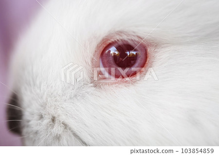 close-up. the red eye of small white rabbit.  103854859