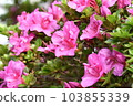 Azalea's flower 103855339