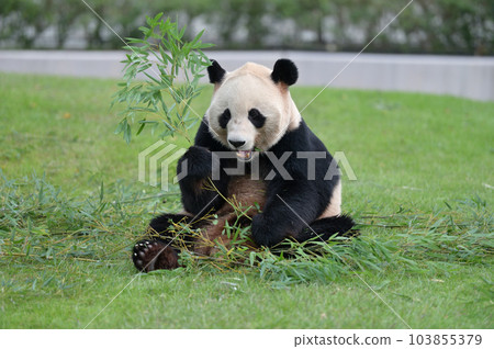 Aihama 美味地吃著竹子 103855379