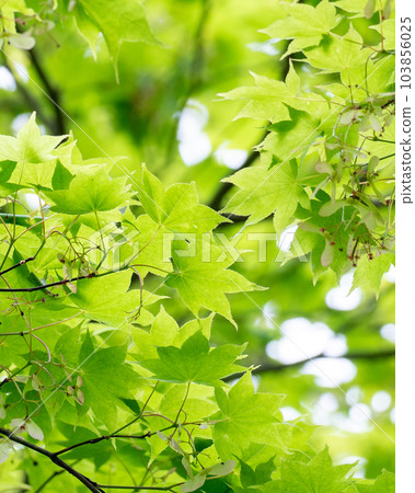 Fresh green Fresh green 103856025