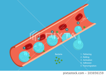 3D Isometric Flat Vector Conceptual Illustration of Leukocyte Adhesion And Migration 3D Isometric Flat Vector Conceptual Illustration of Leukocyte Adhesion And Migration 103856159