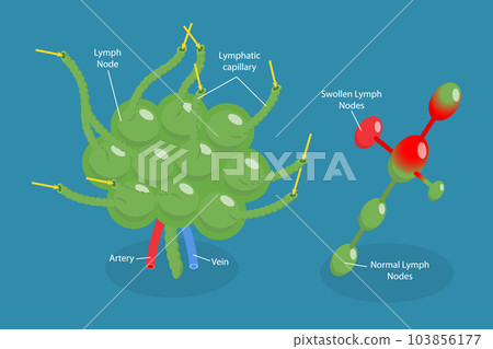 3D Isometric Flat Vector Conceptual Illustration of Lymph Node 103856177