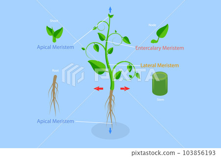 3D Isometric Flat Vector Conceptual Illustration of Meristematic Tissue 3D Isometric Flat Vector Conceptual Illustration of Meristematic Tissue 103856193