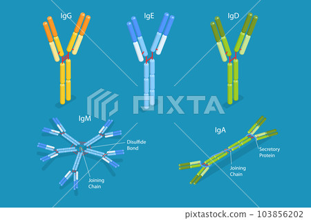 3D Isometric Flat Vector Conceptual Illustration of Different Types Of Immunoglobulins 103856202