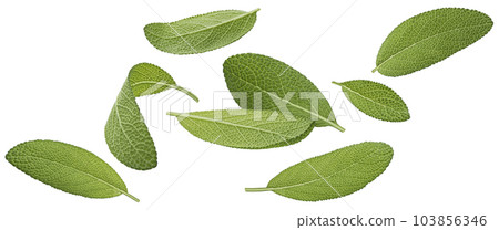Falling sage leaves isolated on white background, full depth of field Falling sage leaves isolated on white background, full depth of field 103856346