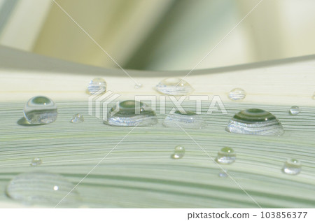 美麗的水滴世界 103856377