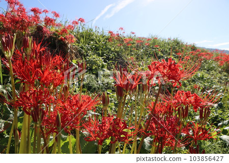 Red spider lily shining in the autumn sky - Nine 103856427