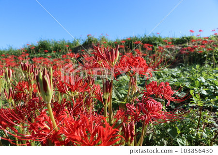 在秋天的天空中閃耀的紅蜘蛛百合 - 6 103856430