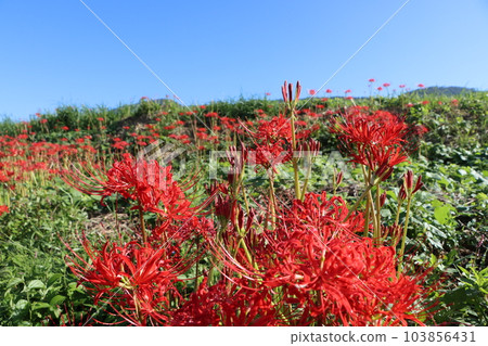 紅蜘蛛百合閃耀在秋天的天空-5 103856431
