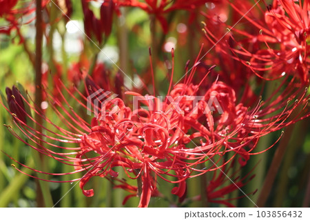 一朵獨特的秋花，有很多別名——八公 103856432