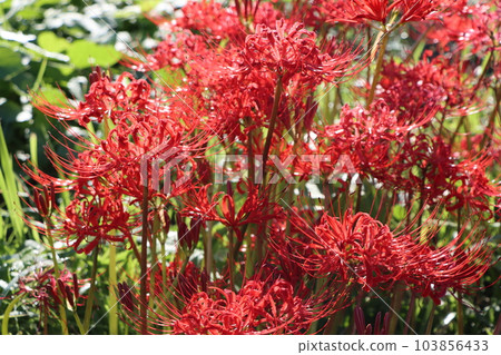 一朵獨特的秋花，有很多名字——七枝 103856433