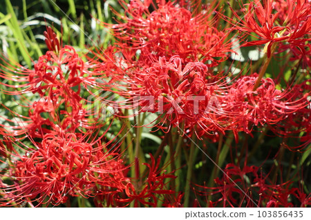 有很多名字的獨特秋花 - 4 有很多名字的獨特秋花 - 4 103856435