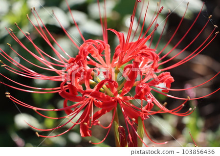 五種獨特的秋花,名字很多 五種獨特的秋花,名字很多 103856436