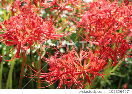 有很多名字的獨特秋花——人參 103856437