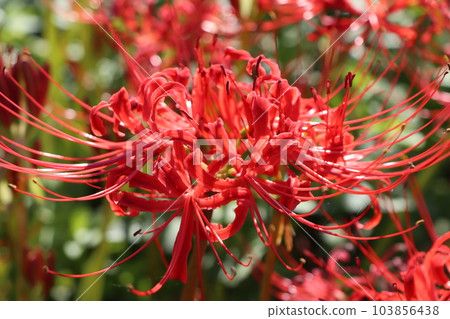 有許多其他名稱的獨特秋花 2 103856438