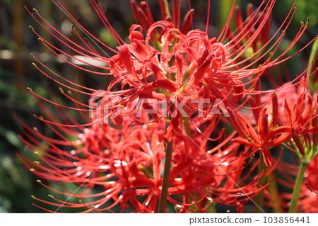 朱紅色的higanbanana，據說是開在天上的花 103856441