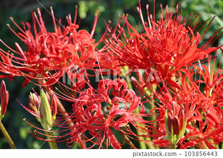 朱紅色的彼岸芭蕉八，據說是開在天上的花 103856443